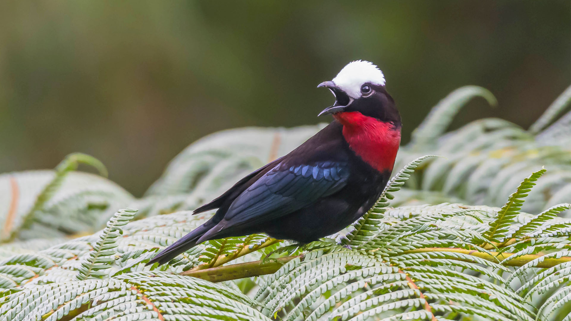 Birding and Harping